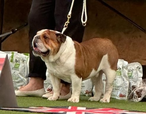 dogpicture1696849535390